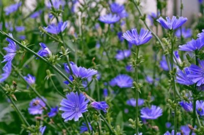 How to Grow Chicory from Seeds : Planting Guide & Easy Care Tips