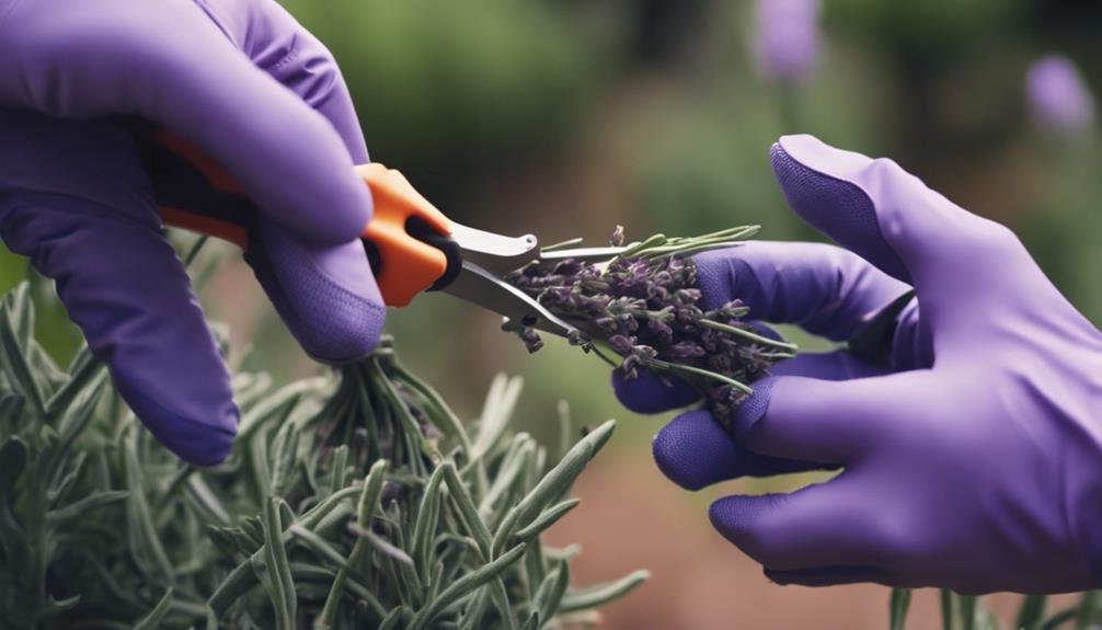 a pair of hands in purple gloves cutting a bunch of lavender